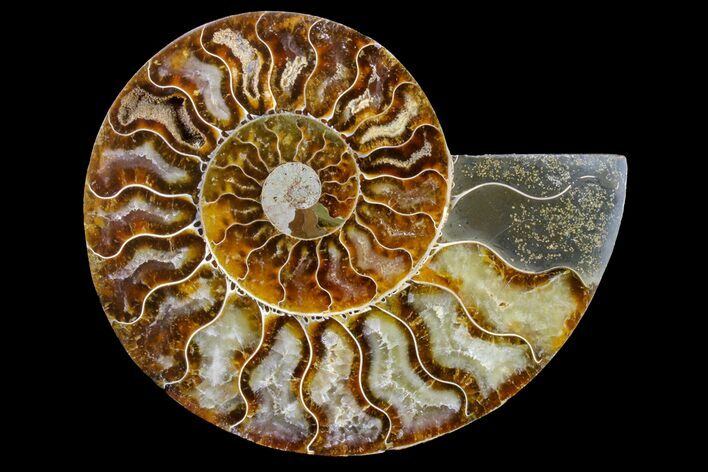 Cut & Polished Ammonite Fossil (Half) - Madagascar #158058